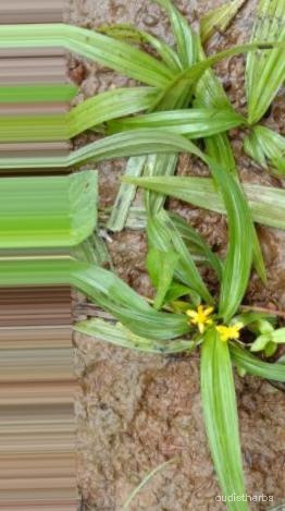 augmented_Curculigo orchioides leaf2_0_6527.jpeg